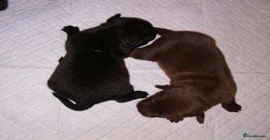 Patterdale Terrier dogs - Advert 5