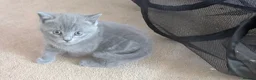 British Shorthair cats for sale: BSH tabby’s  - Advert 3
