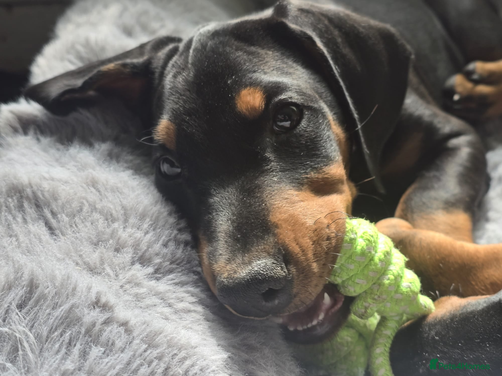 Dobermann dogs ⭐️⭐️⭐️⭐️⭐️ KC Reg Euro Dobermann male available.  - Advert 11