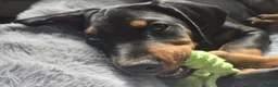 Dobermann dogs for sale: ⭐️⭐️⭐️⭐️⭐️ KC Reg Euro Dobermann male available.  - Advert 1