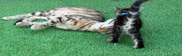 Bengal cats for sale: Bengal X Maine Coon Kittens  in Lyme Regis - Advert 20