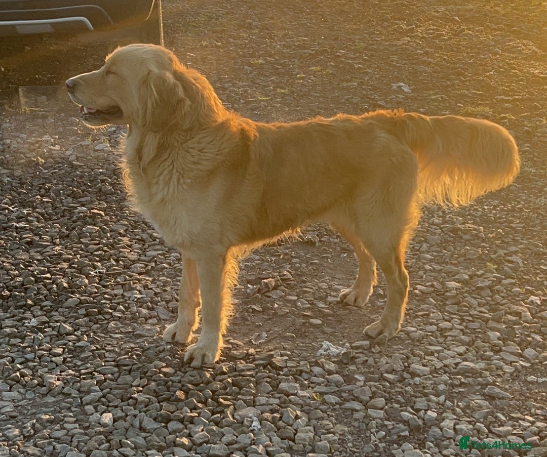 Golden Retriever dogs for sale: Best of Breed Golden Retrievers - Advert 27