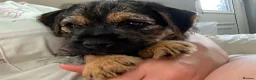 Border Terrier dogs for sale: Male border terrier puppy - Advert 2
