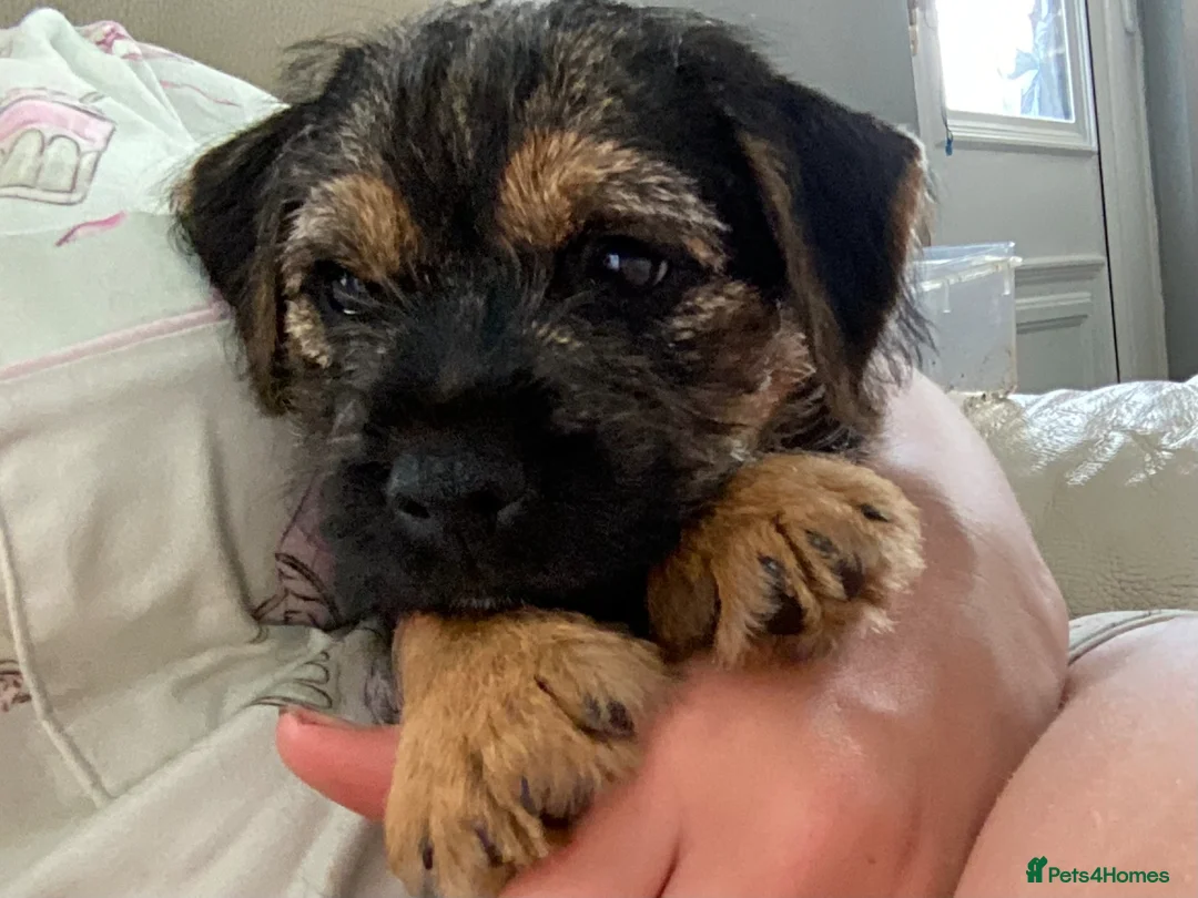 Border Terrier dogs for sale: Male border terrier puppy - Advert 2