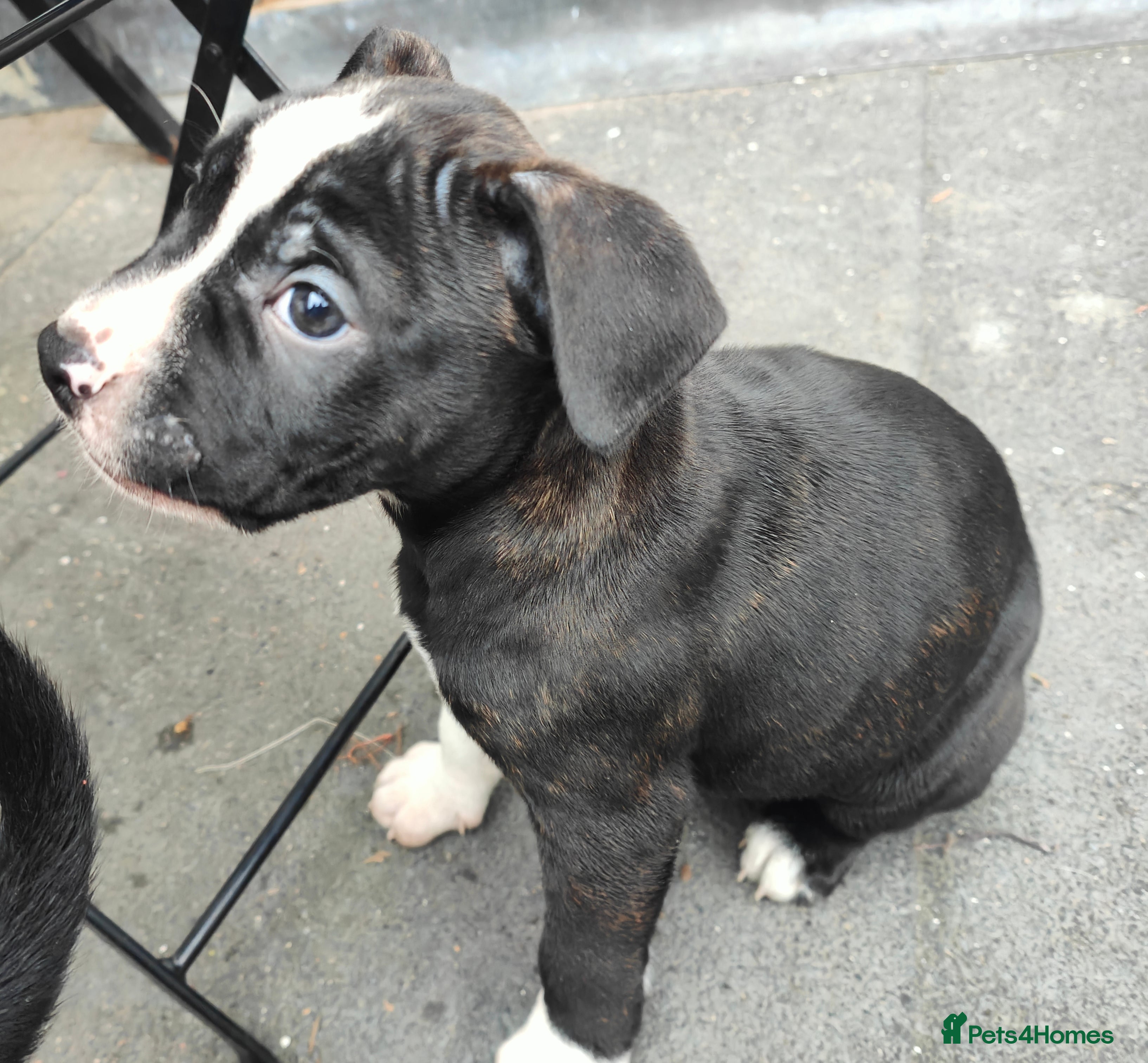 Mixed Breed dogs AVAILABLE NOW Olde English Bulldogge/Staffy Collie - Advert 6
