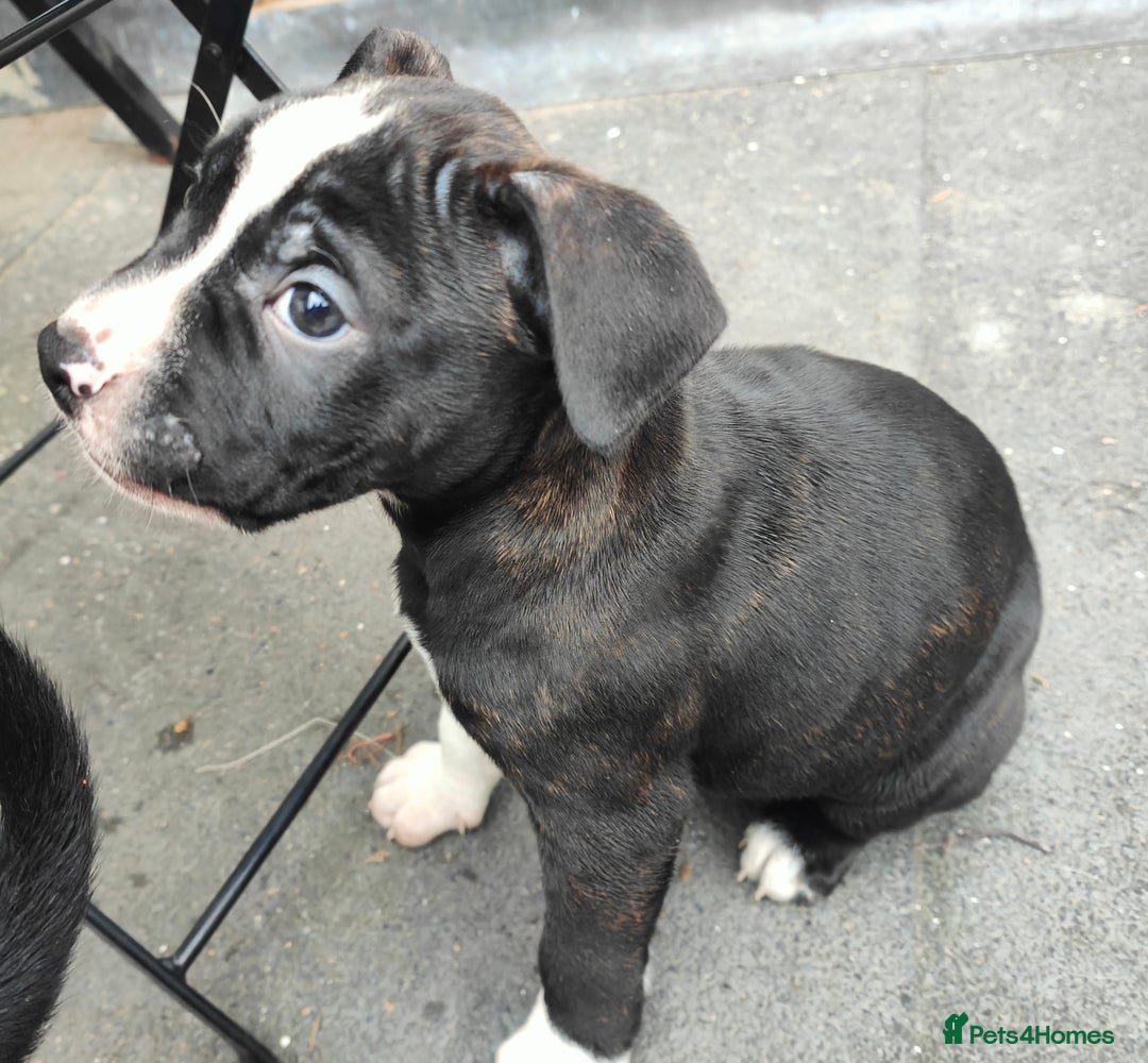 Mixed Breed dogs for sale: Olde English Bulldogge/Staffy Collie - Advert 11