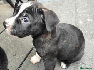 Mixed Breed dogs AVAILABLE NOW Olde English Bulldogge/Staffy Collie - Advert 6