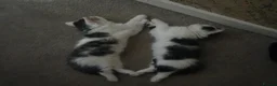Mixed Breed cats for sale: One last fluffy female kitten left - Advert 3