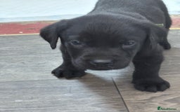Labrador Retriever dogs for sale:  labrador retriever pups - Image 32