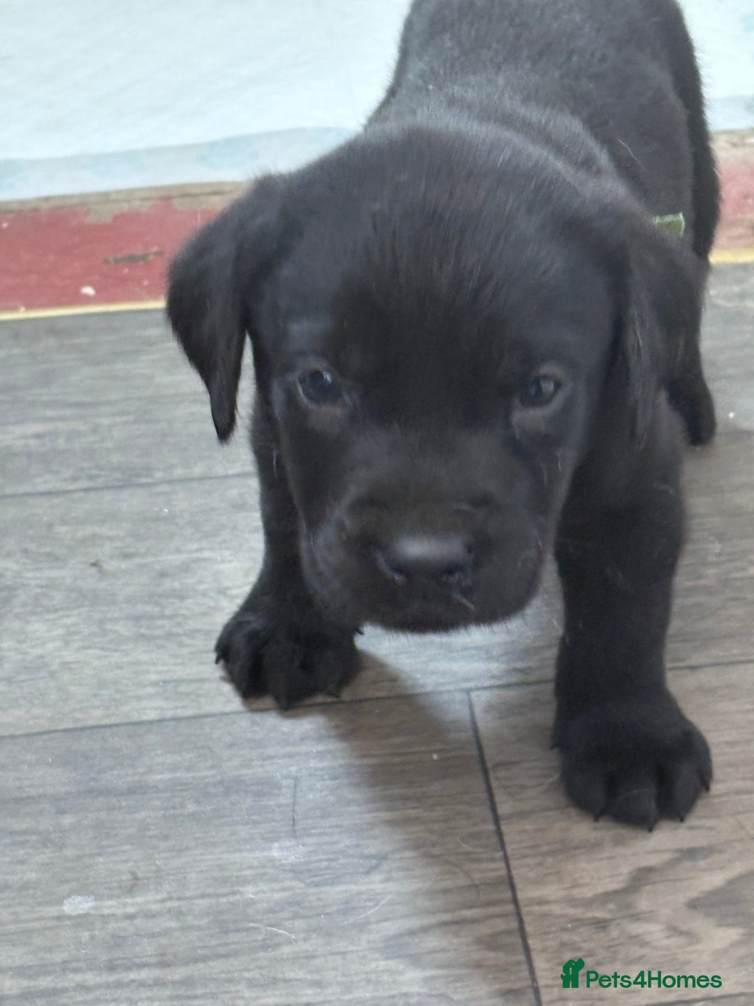 Labrador Retriever dogs for sale:  labrador retriever pups - Image 32