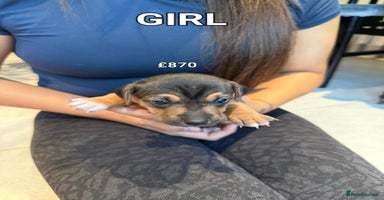 Jack Russell dogs Pure Jack russell puppies. Ultra-Rare colored.  - Advert 7