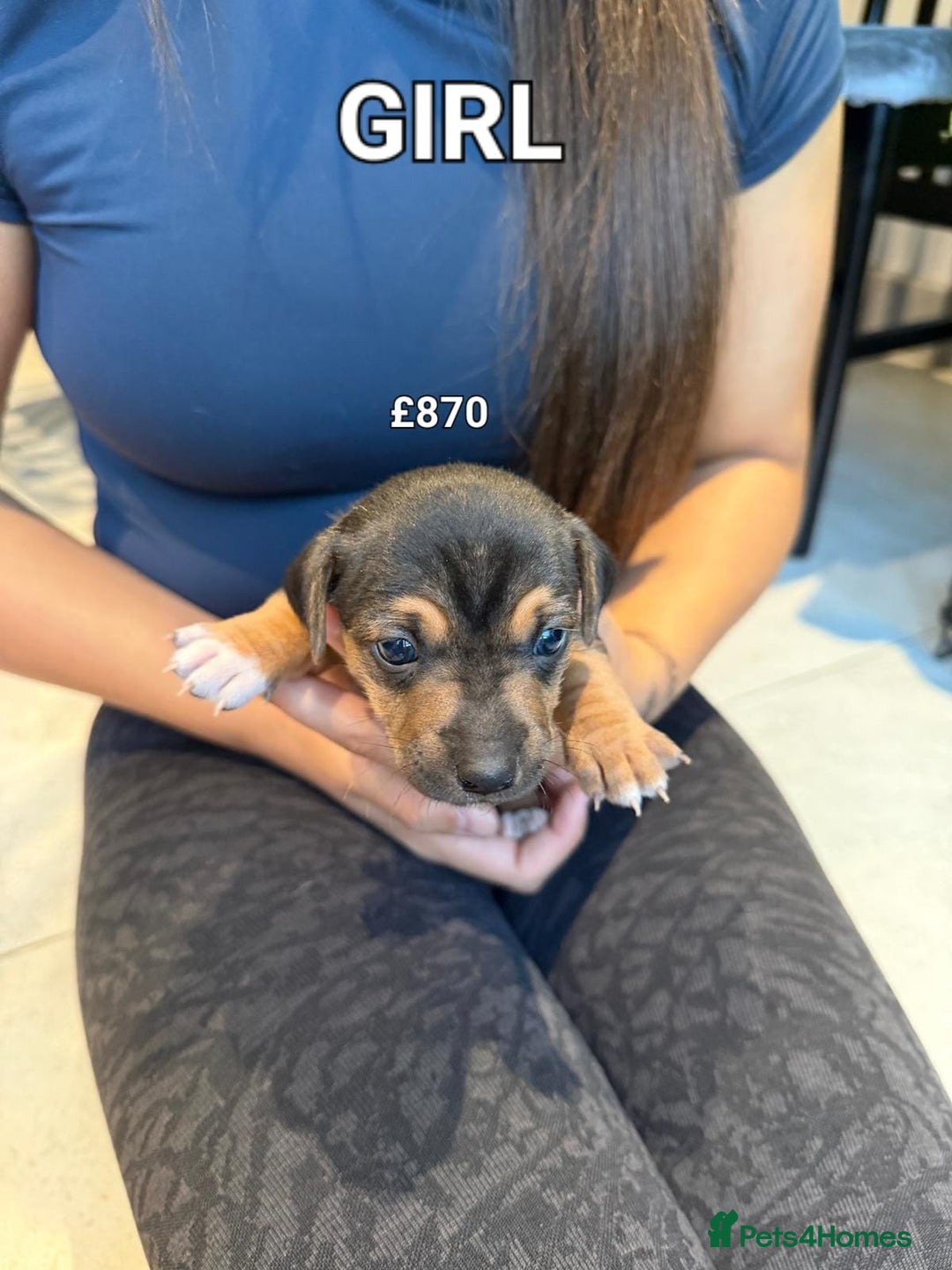 Jack Russell dogs for sale: Pure Jack russell puppies. Ultra-Rare colored.  - Advert 3