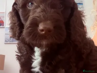 Cockapoo dogs F2B Cockapoo puppies Health-tested Pedigree lines - Advert 5