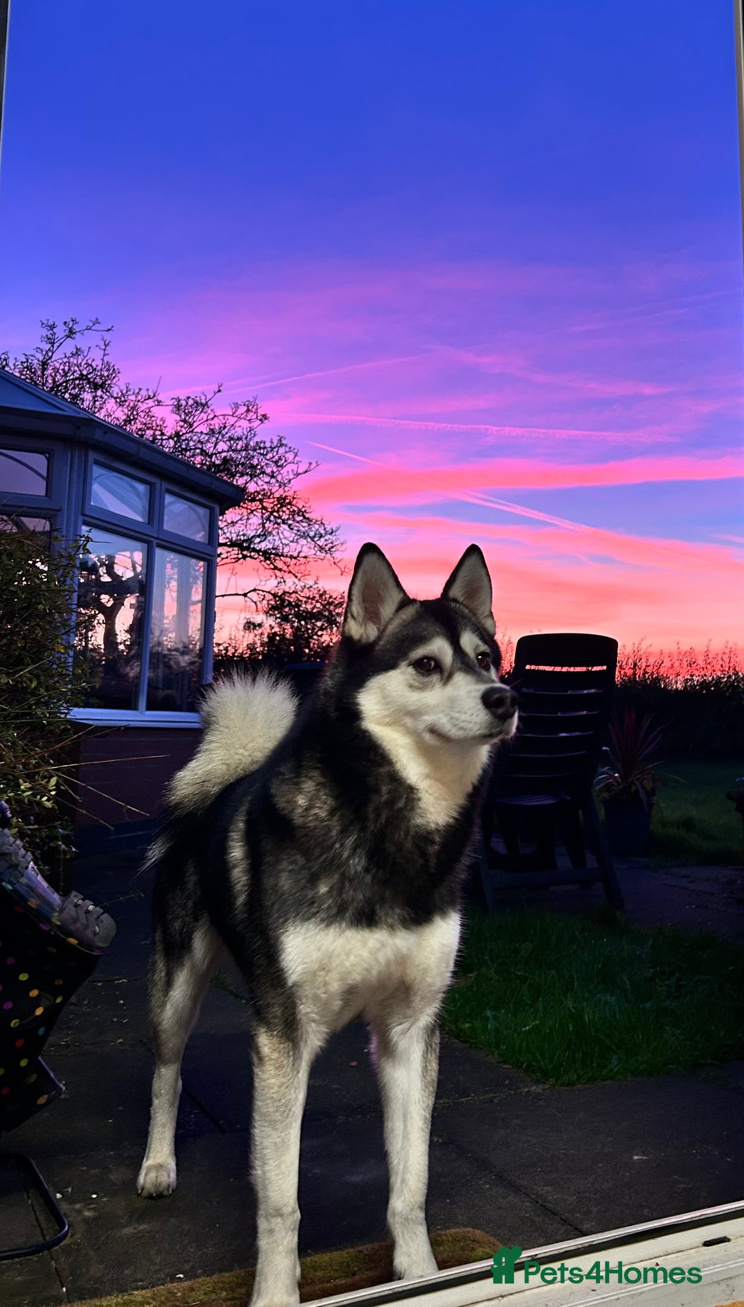 Mixed Breed dogs for sale: Gorgeous Alpha female pup  - Advert 8