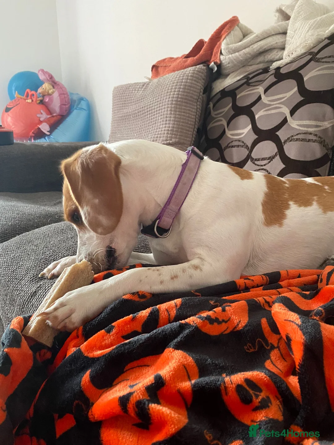 Beagle dogs for sale: Beagle - Advert 5