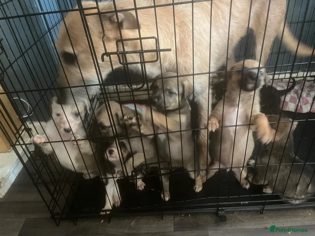 Mixed Breed dogs for sale: Greyhound x deerhound - Advert 1