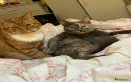 Mixed Breed cats for sale: Sweet tabby ginger male cat for sale - Image 5