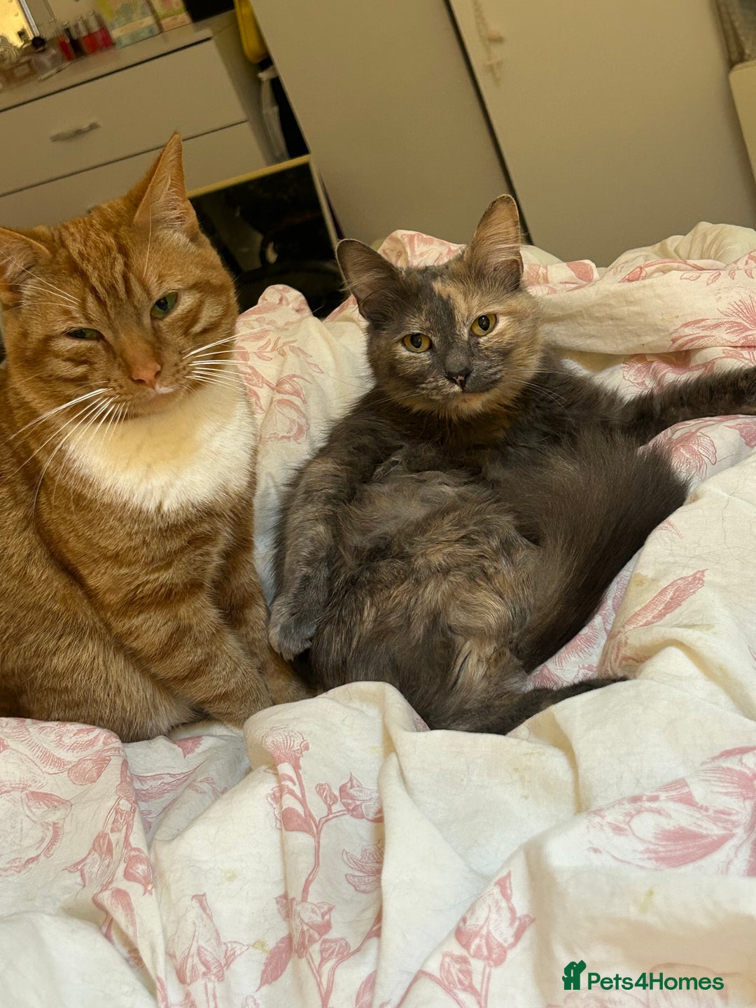 Mixed Breed cats for sale: Sweet tabby ginger male cat for sale - Image 5