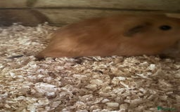 Guinea Pig rodents for sale: gorgeous baby guinea pigs for sale - Image 2