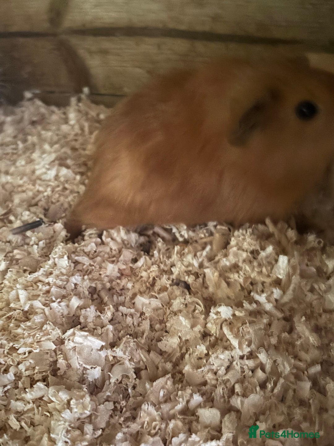 Guinea Pig rodents for sale: gorgeous baby guinea pigs for sale - Image 2
