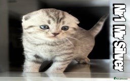 Scottish Fold cats for sale: 5 Full Pedigree Scottish Fold/Straight Kitens - Image 16