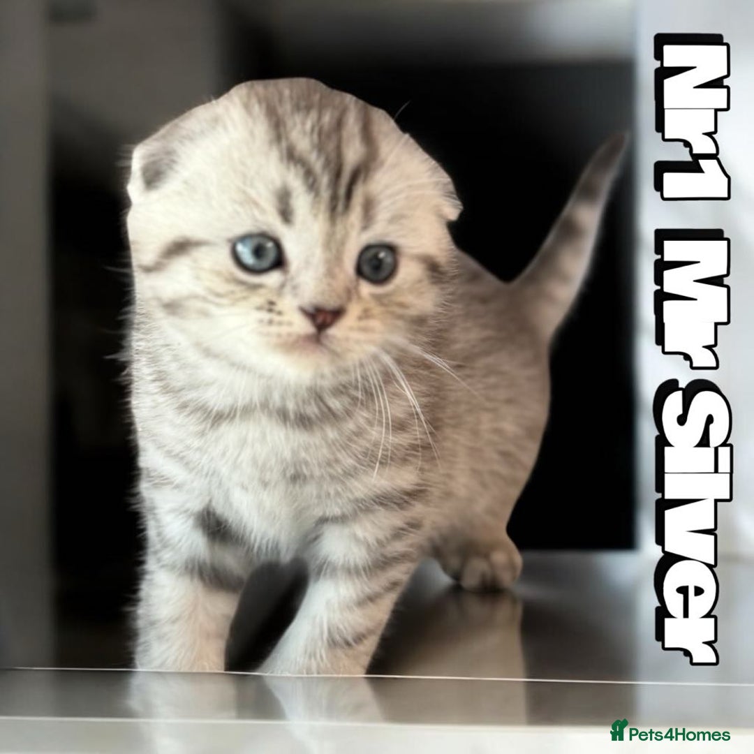 Scottish Fold cats for sale: 5 Full Pedigree Scottish Fold/Straight Kitens - Image 16