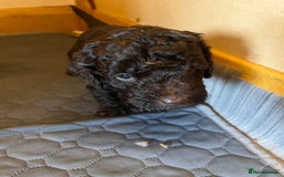 Labradoodle dogs for sale: 🐾Stunning Miniature Labradoodle F1b Puppies🐾  - Image 7