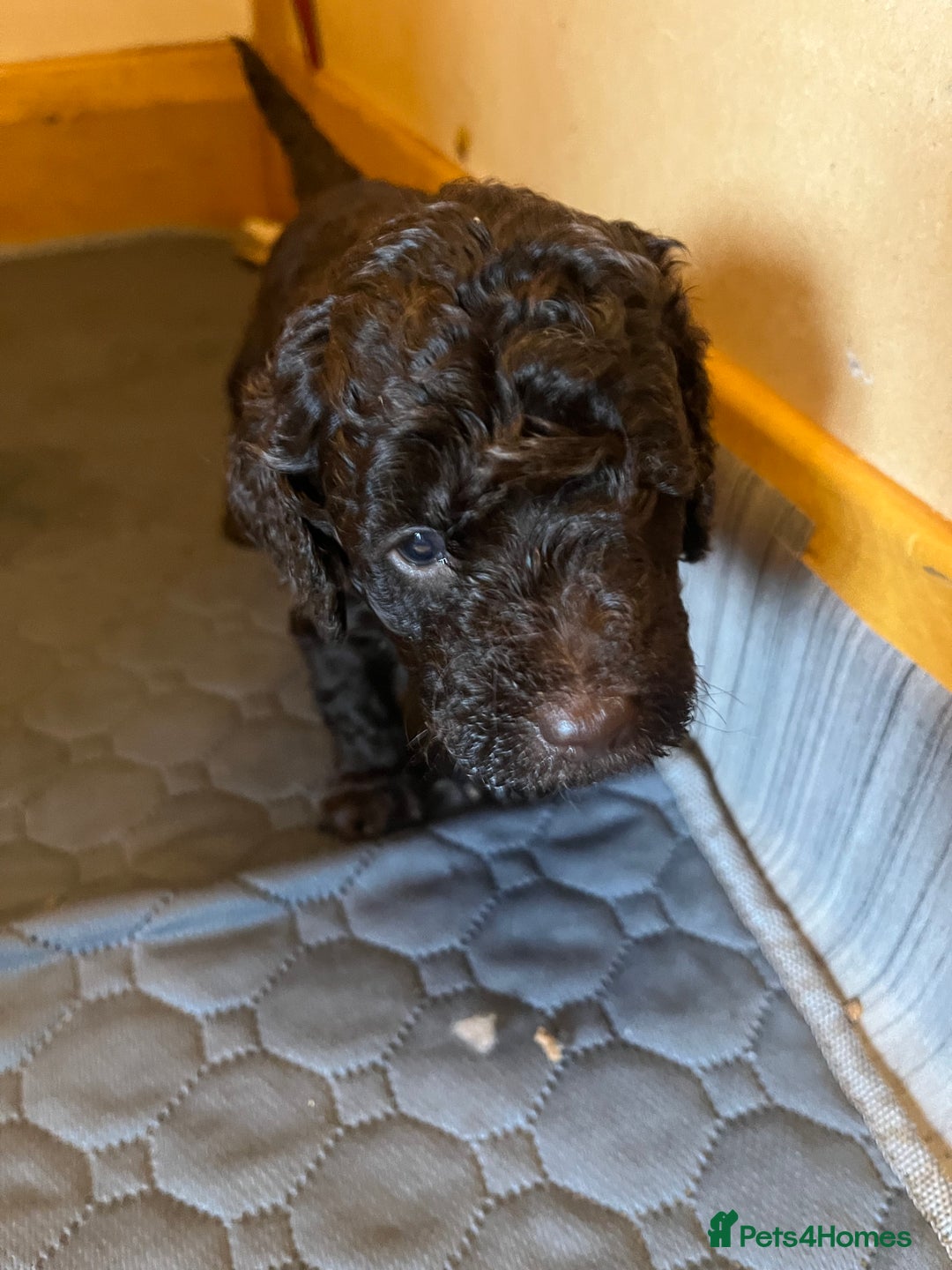 Labradoodle dogs for sale: 🐾Stunning Miniature Labradoodle F1b Puppies🐾  - Image 7
