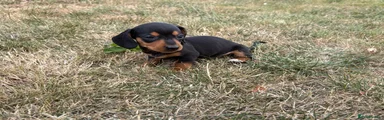 Miniature Dachshund 3