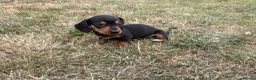 Miniature Dachshund dogs for sale: Miniature Dachshund Puppies  - Advert 3