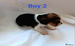 Beagle dogs for sale: Beautiful puppies Available - Image 12