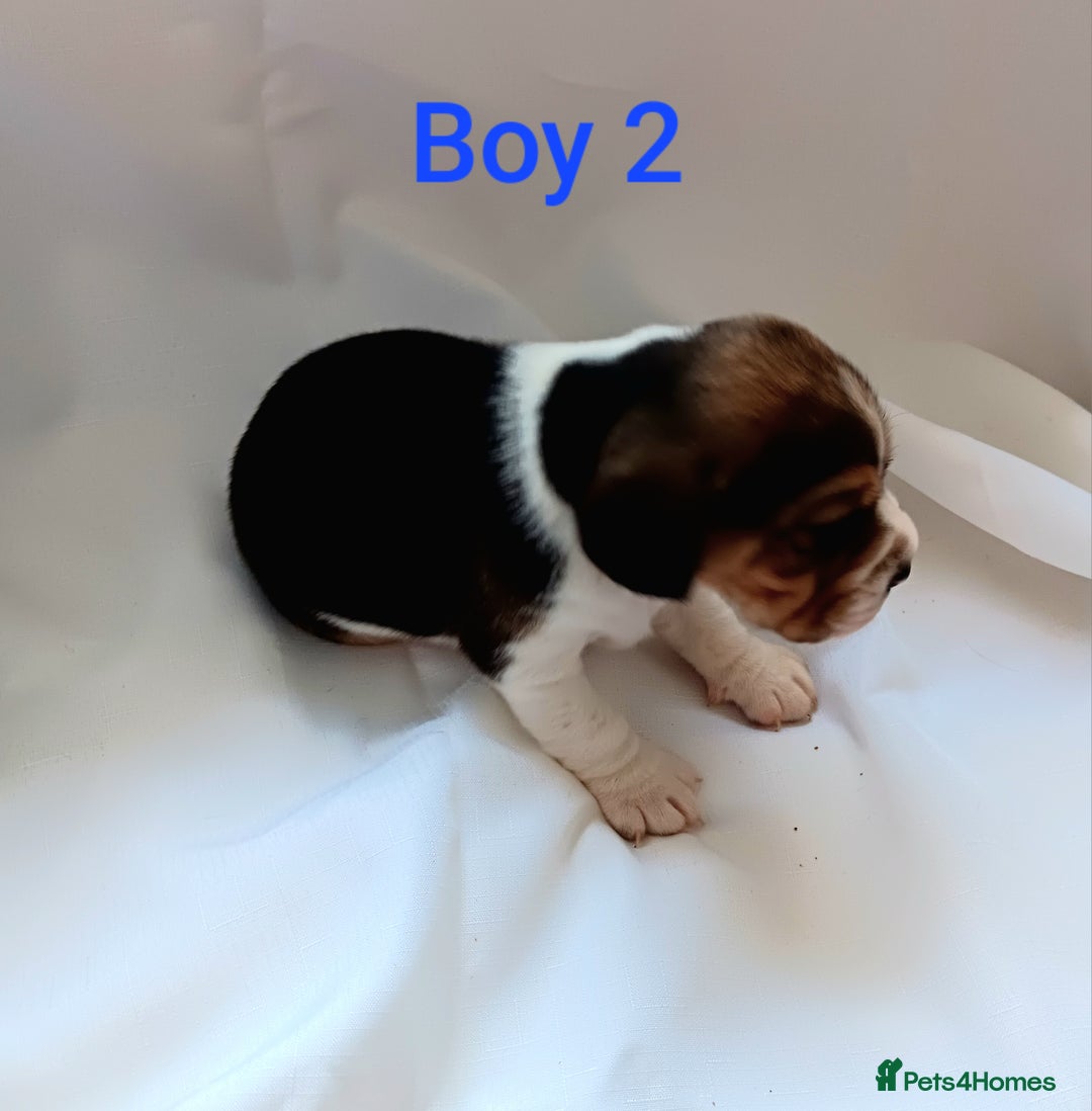 Beagle dogs for sale: Beautiful puppies Available - Image 12