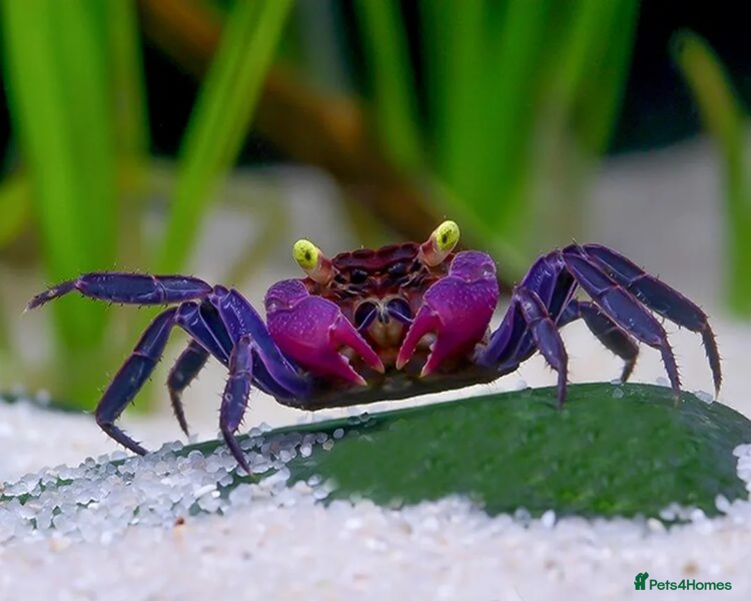 Crabs invertebrates for sale: Vampire Crabs  - Advert 1