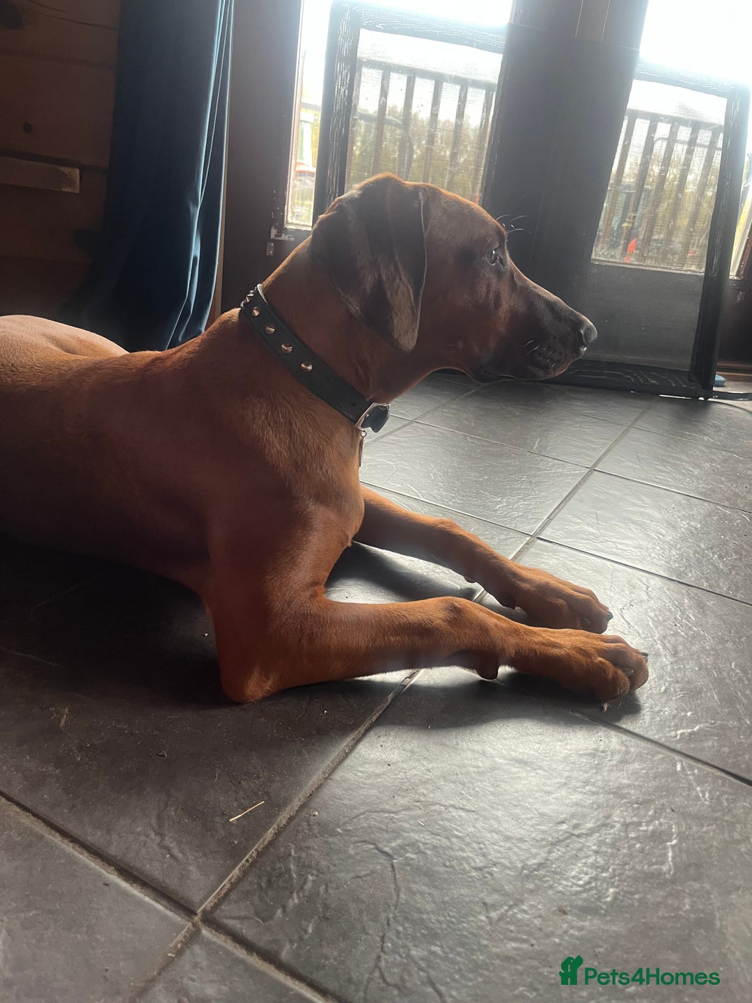 Mixed Breed dogs for sale: Rhodesian Ridgeback Cross Doberman - Image 13