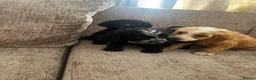 Cockapoo dogs for sale: Looking for forever homes  - Advert 11