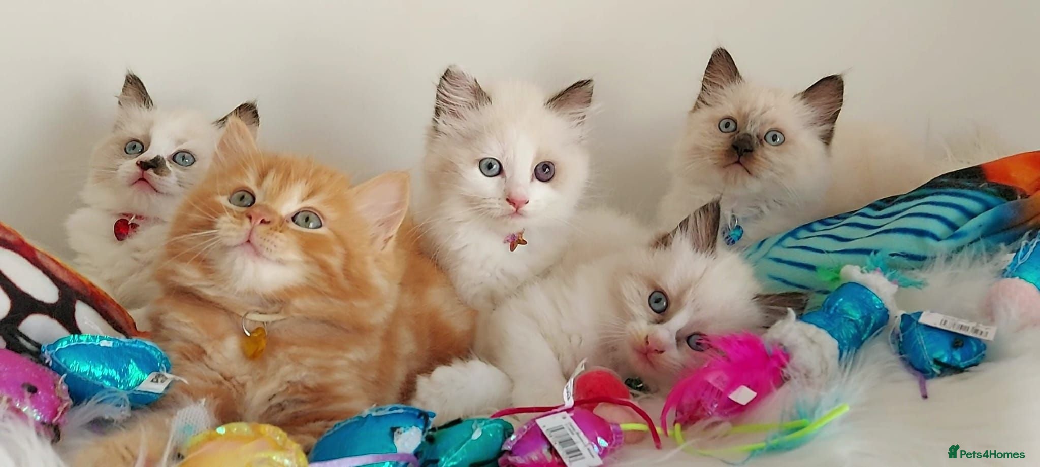 Ragdoll cats BEAUTIFUL CROSS RAGDOLL/PERSIAN 😻😻😻😻  - Advert 2