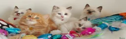 Ragdoll cats for sale: BEAUTIFUL CROSS RAGDOLL/PERSIAN 😻😻😻😻  - Advert 12