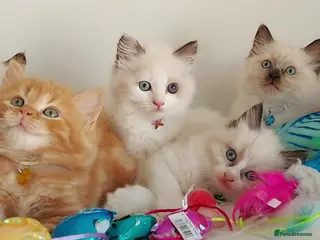 Ragdoll cats BEAUTIFUL CROSS RAGDOLL/PERSIAN 😻😻😻😻 - Advert 2