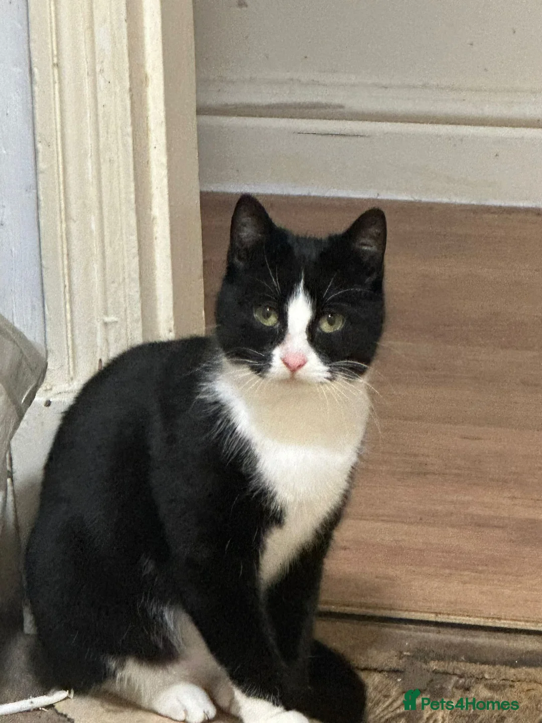 Mixed Breed cats for sale: 2 cata - Advert 1