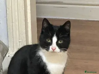 Mixed Breed cats 2 cata - Advert 3