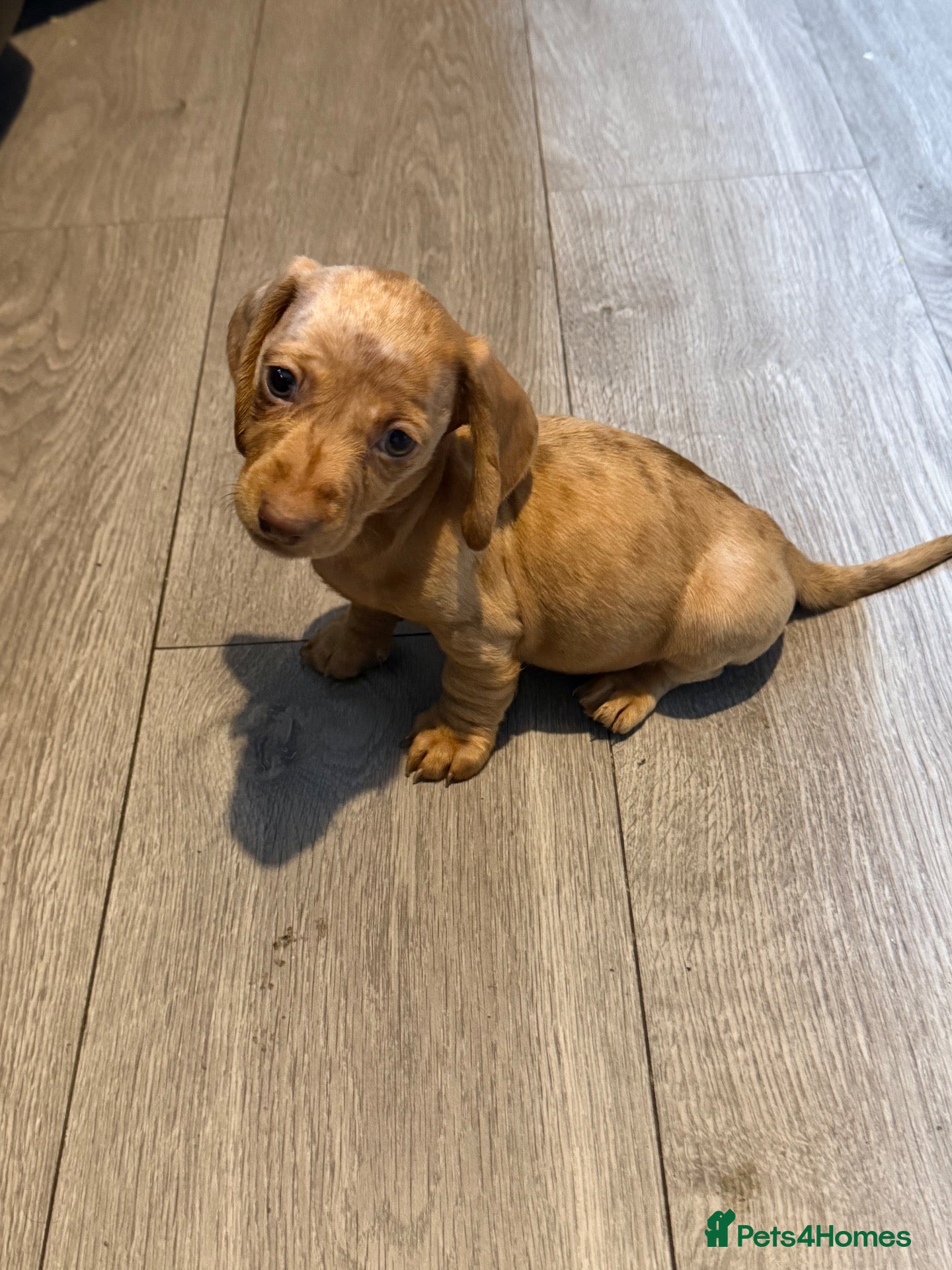 Miniature Dachshund dogs for sale: Last red dapple boy ready to leave  - Advert 2