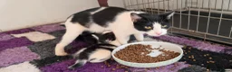Mixed Breed cats for sale: Beautiful Kittens Looking for Loving Homes - Advert 8