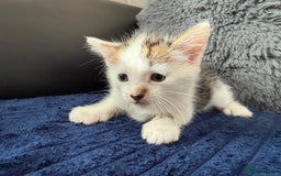 Mixed Breed cats for sale: Adorable Kittens Ready for Their Forever Homes!  - Image 21