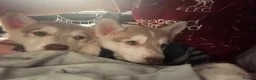 Siberian Husky dogs for sale: Beautiful Siberian husky all boys ready to go - Advert 9