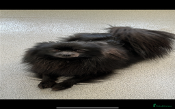 Pomeranian dogs for sale: Black Pomeranian Girl  - Image 2