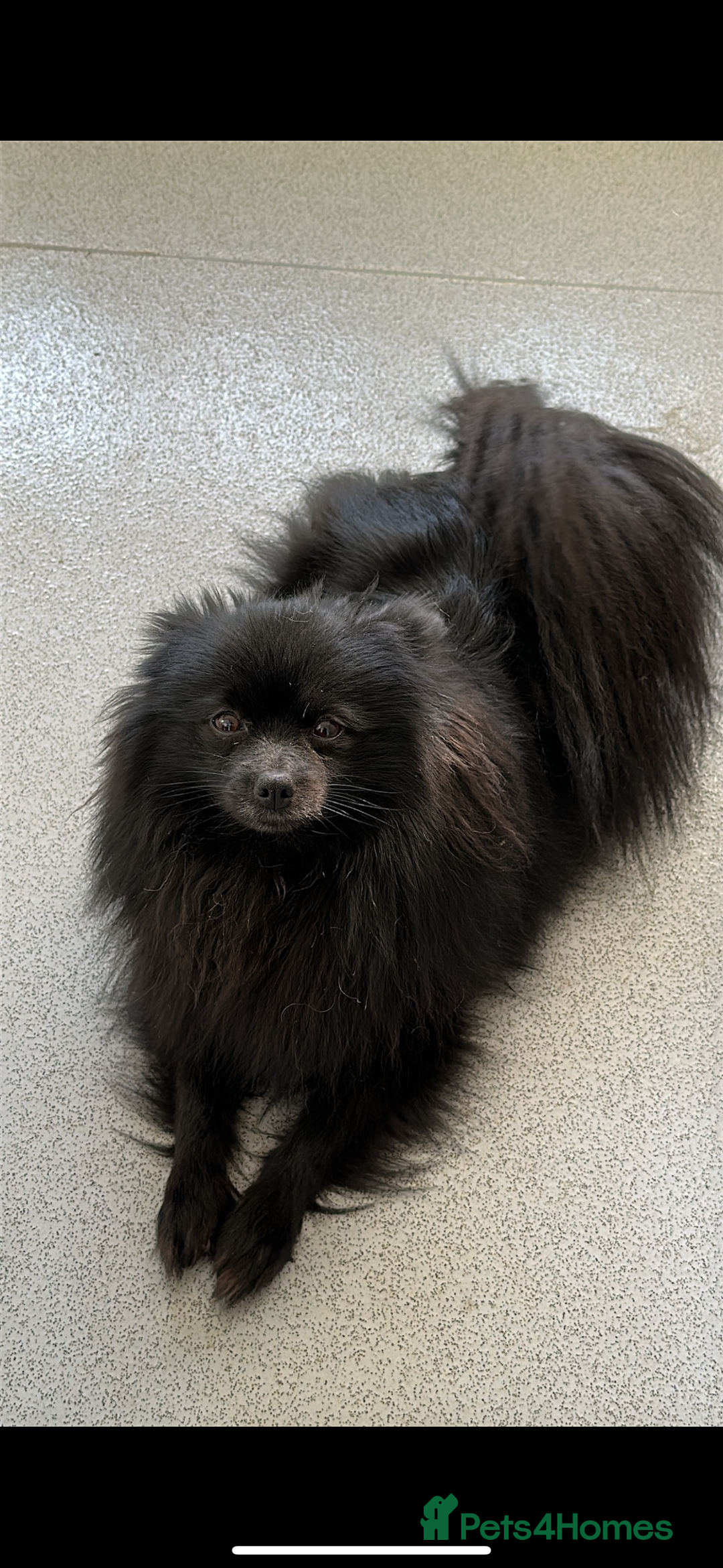 Pomeranian dogs for sale: Black Pomeranian Girl  - Image 2