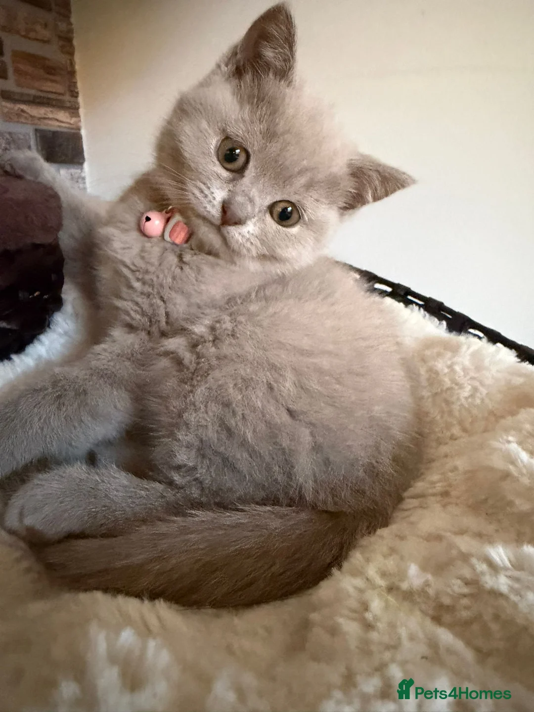 British Shorthair cats for sale: British shorthair kittens in Eastbourne - Advert 3