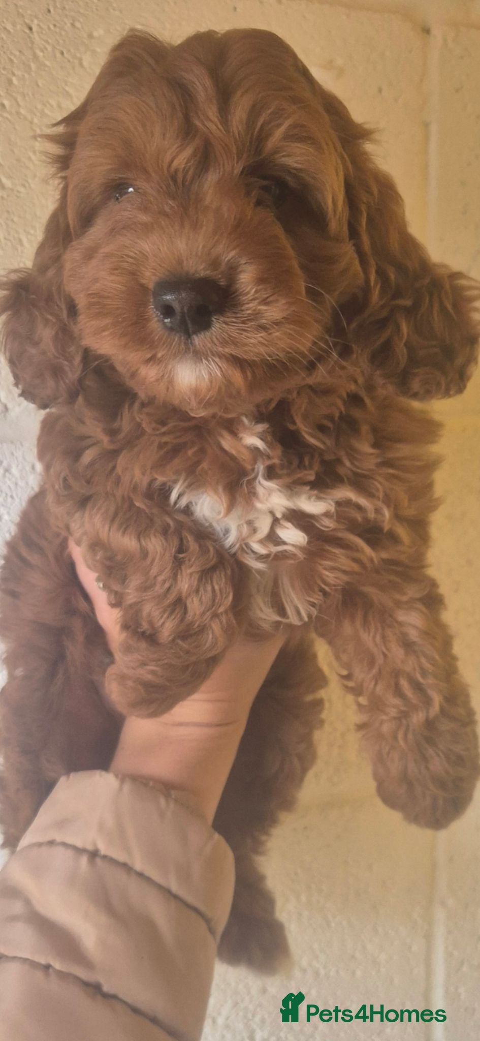 Cockapoo dogs ONE BOY REDUCED F1 SHOW extensively health tested  - Advert 2