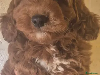 Cockapoo dogs ONE BOY REDUCED F1 SHOW extensively health tested - Advert 2