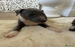 Italian Greyhound dogs for sale: Italian greyhound puppies - Image 2
